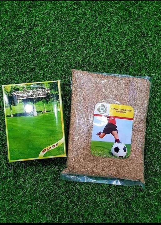 Hybrid Bermuda Grass Seed 50 gm - 500square feet) Grass Seeds For Lawn & Garden