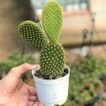 live bunny ear plant (cactus +succulent) outdoor plants with one gift plant. 