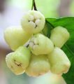 Kaha jambu yellow rose apple layer plant. 