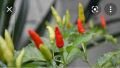 Kochchi chili 50 seeds කොච්චි ඇට. 