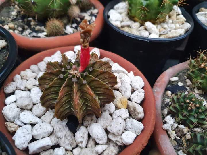 Pumice%20stone%2018-22mm%20washed%20for%20cactus%20-%20Succulent%20-%20Bonsai%20and%20Plants%20Soil%20Mix%20-%20Image%205