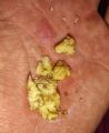 Desi Walnuts Giri 500G | White Giri Dried | Zaiqa Daar. 