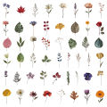 50Pcs Cute Plant Stickers Plant Specimen Decals For Phone Laptop Suitcase Notebook Skateboard Waterproof Sticker.