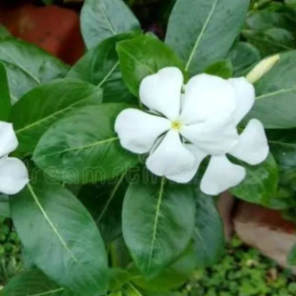 sada%20Bahar%20flower%20seed%20-%20Image%204