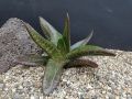 Rare Succulent Gasteria Tukhelensis Seedlings- 1Pc.