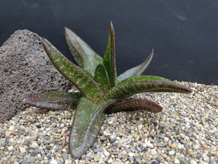 Rare%20Succulent%20Gasteria%20Tukhelensis%20Seedlings-%201Pc%20-%20Image%205