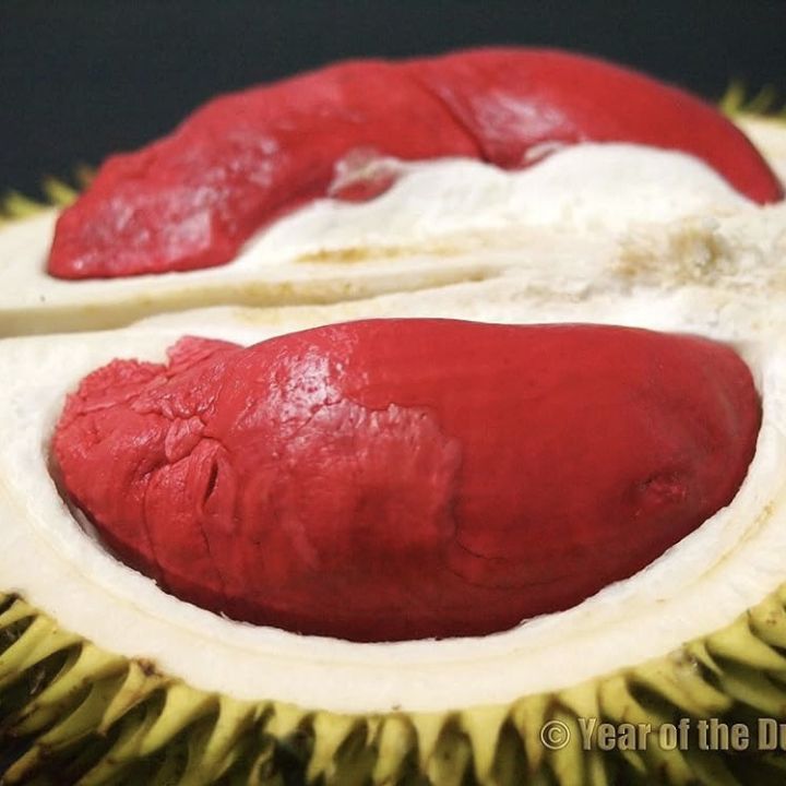 Rathu%20durian%20red%20durian%20very%20rare%20plant%20red%20king%20of%20fruits%20red%20banyuwangi%20durian%20plant%20-%20Image%206