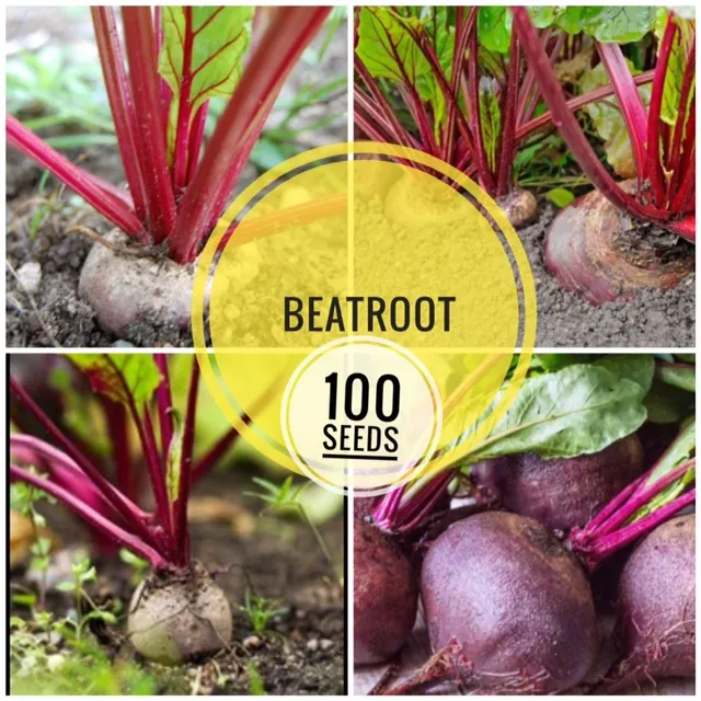 Beat Root String Beat root seeds home garden | Daraz.lk