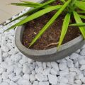 5 Kg. White Big Stones / Pebbles for Garden and Aquarium (5 Kg Pack). 