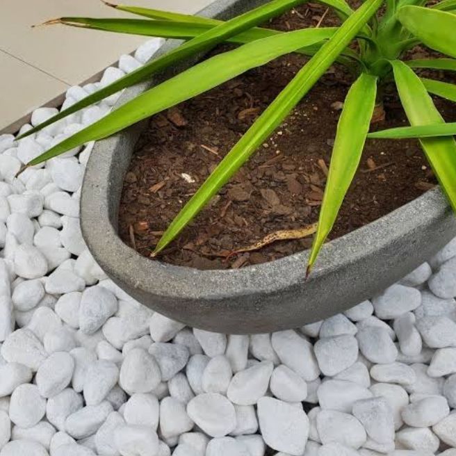 5%20Kg.%20White%20Big%20Stones%20/%20Pebbles%20for%20Garden%20and%20Aquarium%20(5%20Kg%20Pack)%20-%20Image%202