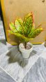 1 feet important high quality floor plant. 