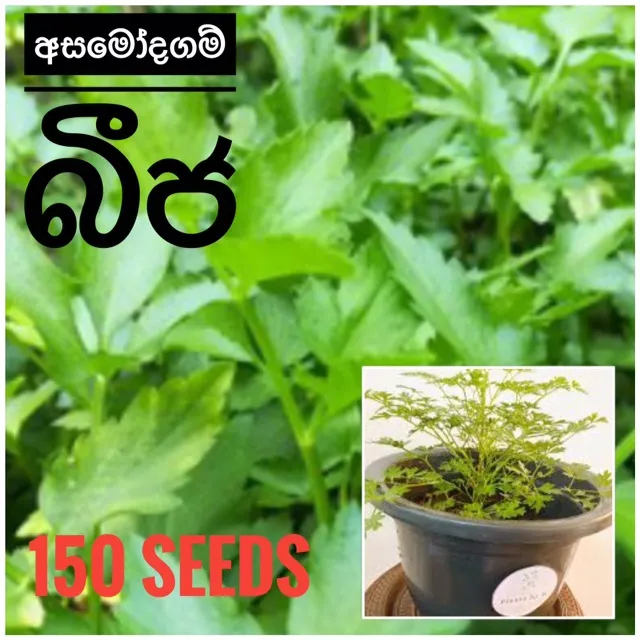 Asamodagam%20150%20seeds%20home%20garden%20-%20Image%202