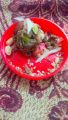 Alsi ki pinni 1/2( 500 gram)Flaxseed ball,flaxseed,laddu,pure desi ghee se bni Alsi k pinniyan,Alsi pinni/ball/laddu,Homemade desi gheewith nuts pinni,ladoo,alsi  k pinni. 