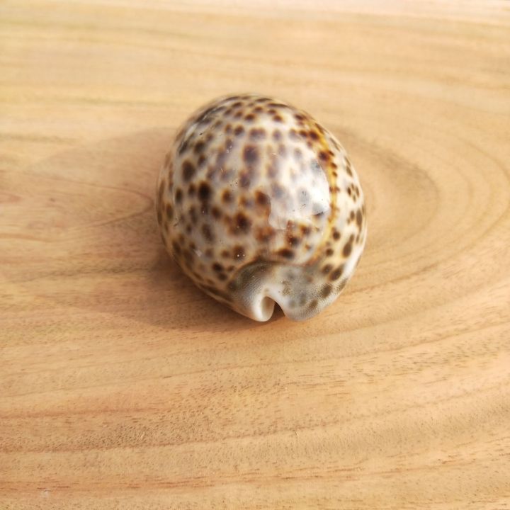 Artificial%20%20Shell%20for%20Jewelry%20Making%20Craft%20Decoration%20Big%20Size%20Half%20Shape%20Spiral%20Shell%20%7C%20Aquarium%20Decoration%20sea%20shamukh%203%20inch%20-%20Image%206