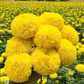 Yellow big Marigold📌Super ball🎯Cheapest 19G.🎯Yellow big marigold seeds 5-50 seeds🎈Easy planting🌼Big round flower. 