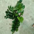 Zz Plant Indoor Plant | For Home Décor | Decorative Plant. 