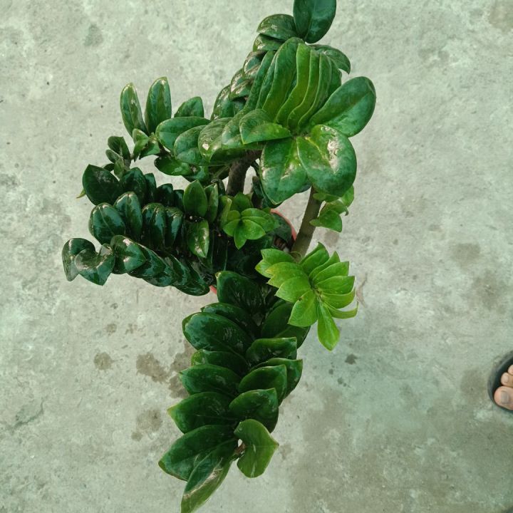 Zz%20Plant%20Indoor%20Plant%20%7C%20For%20Home%20D%C3%A9cor%20%7C%20Decorative%20Plant%20-%20Image%205
