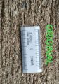 Gunia scale (original Indian Fine gunia).
