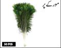 50 pcs(50-70cm) peacock feather (mor k par). 