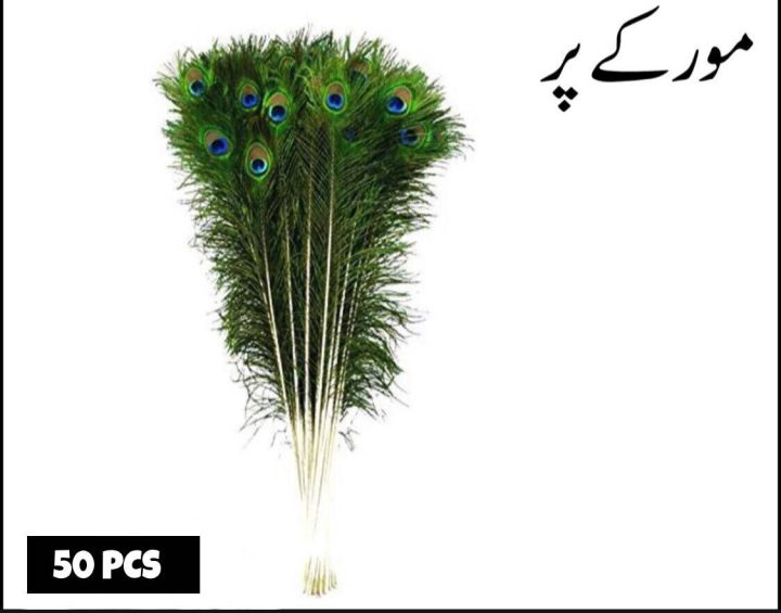 50 pcs(50-70cm) peacock feather (mor k par)