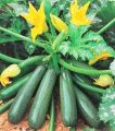 Zucchini Squash Vegetable Seed 1 packet.