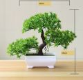 Bonsai tree. 