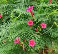 Cypress Vine ( Creeper) Summer flower Seeds (10 seeds). 