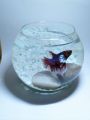 Small glass fish bowl 750ml(betta fish bowl). 