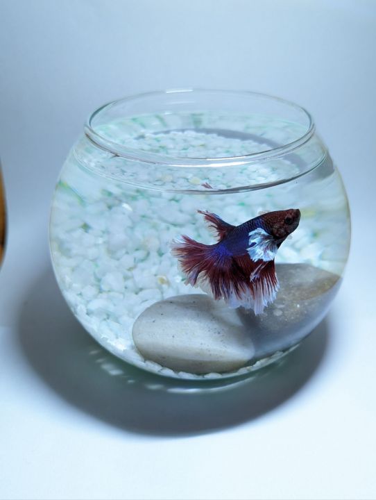 Small%20glass%20fish%20bowl%20750ml(betta%20fish%20bowl)%20-%20Image%205