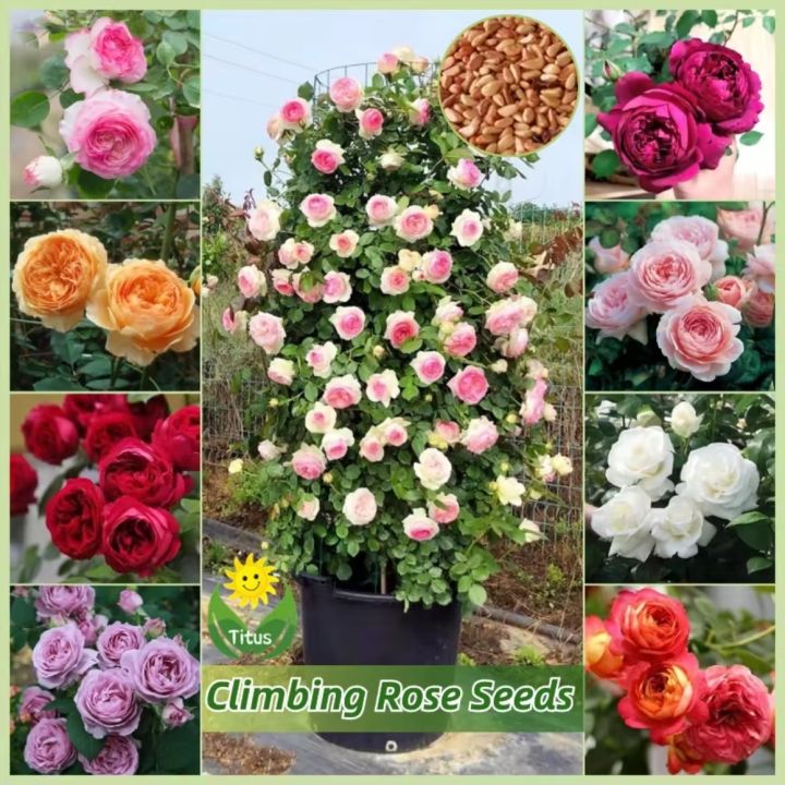 Natural Rainbow Color Roses Flower Tree Seeds - 20 Pcs Seeds | Daraz.com.bd