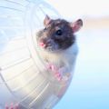 Outdoor Sport Ball Grounder Rat Small Pet Rodent Mice Ball Balls Rat 10cm Exercise Hamster Gerbil Play Toys Jogging Toys. 