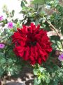 artificial flower hand gajra. 