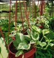 Money Plant ,  (n joy money plant ) , Lawn, & Garden , Money plant real, live plant money. 