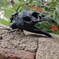 Ac strange sound Death whistle Crow head shape horror scream whistle. 