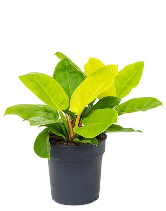 Philodendron moonlight plant | Daraz.lk