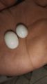 Real opal stone. 