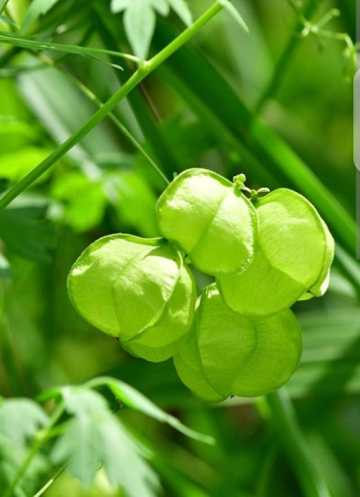 Balloon vine flower seeds