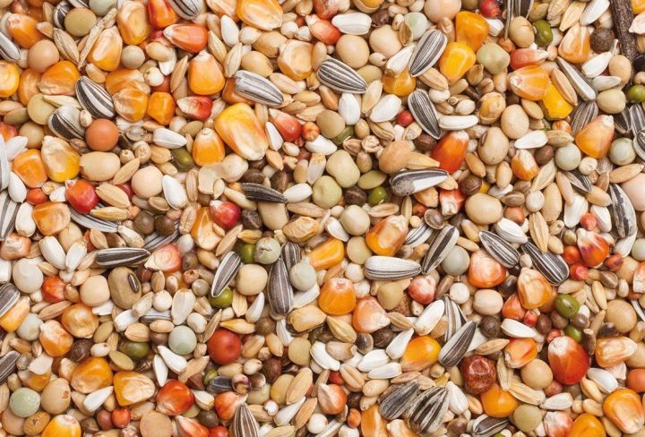 pigeon feed/hens feed
