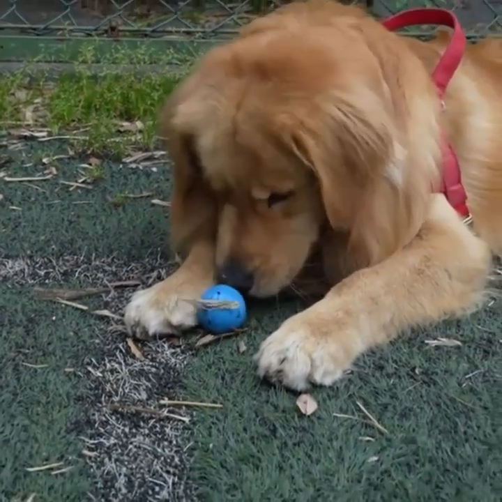 Intelligent Jumping Ball - Electric Rechargeable Pet Toy for Cats and Dogs - Self-Rolling Smart Motion Ball with Gravity Jumping Technology