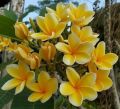 Kathgolap/Plumeria flower plant multi head outdoor plant 8-12 inch size with soil 1 piece. 