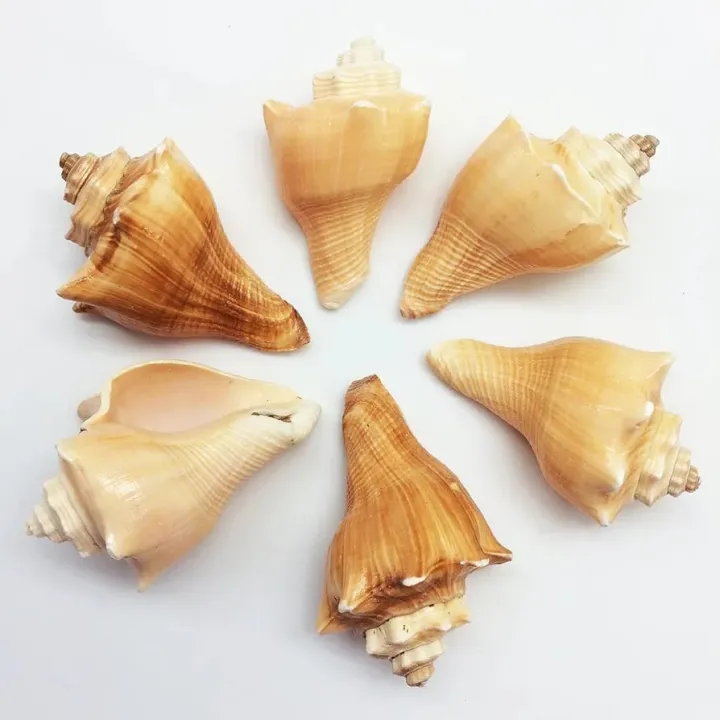 Sea Shell Set Natural Ocean Sea Shells Set | 15pcs Beach Shells for Home Décor ...