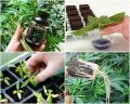 CLONEX ROOTING GEL FOR PLANTS. 