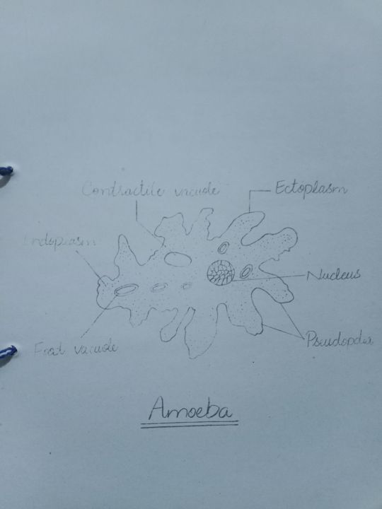 Practical%20Notebook%20Biology%20class%2011,12%20(%20Fully%20Solved,%20unchecked%20)%202025%20Edition%20-%20Image%204