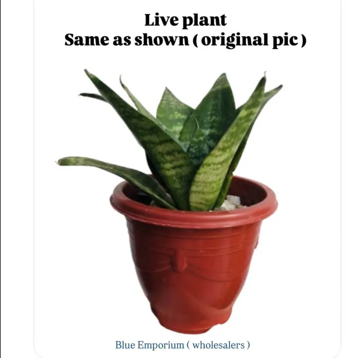 Dwarf%20Snake%20Plant%20live%20with%20pot%20and%20soil%20-%20live%20indoor%20plants%20with%20pot%20_%20Air%20purifier%20plant%20(%20Bird%E2%80%99s%20nest%20senseveria%20)%20-%20Image%202