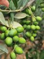 Wild olive 🫒 OiL, Pakistani extra virgin olive oil,Best Quality EXTRA VIRGIN wild olive oil Pakistani, save packing plastic food bottle,. 