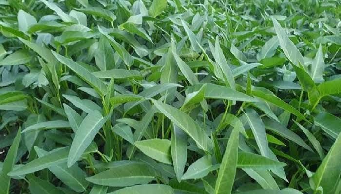 collard greens 20 gm