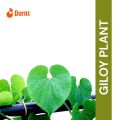 Giloy live Plants are beautiful leaves bell plants 15 inches bell plants with leaves. 