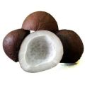 Fresh Coconut (Sbut Narial)1kg pack. 