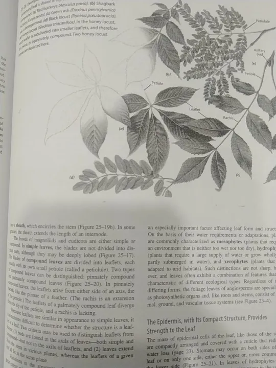 Raven%20Biology%20of%20plants%20-%20Image%203