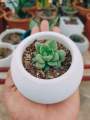 Round cactus or succulent plantable vase. 
